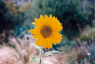 A small image